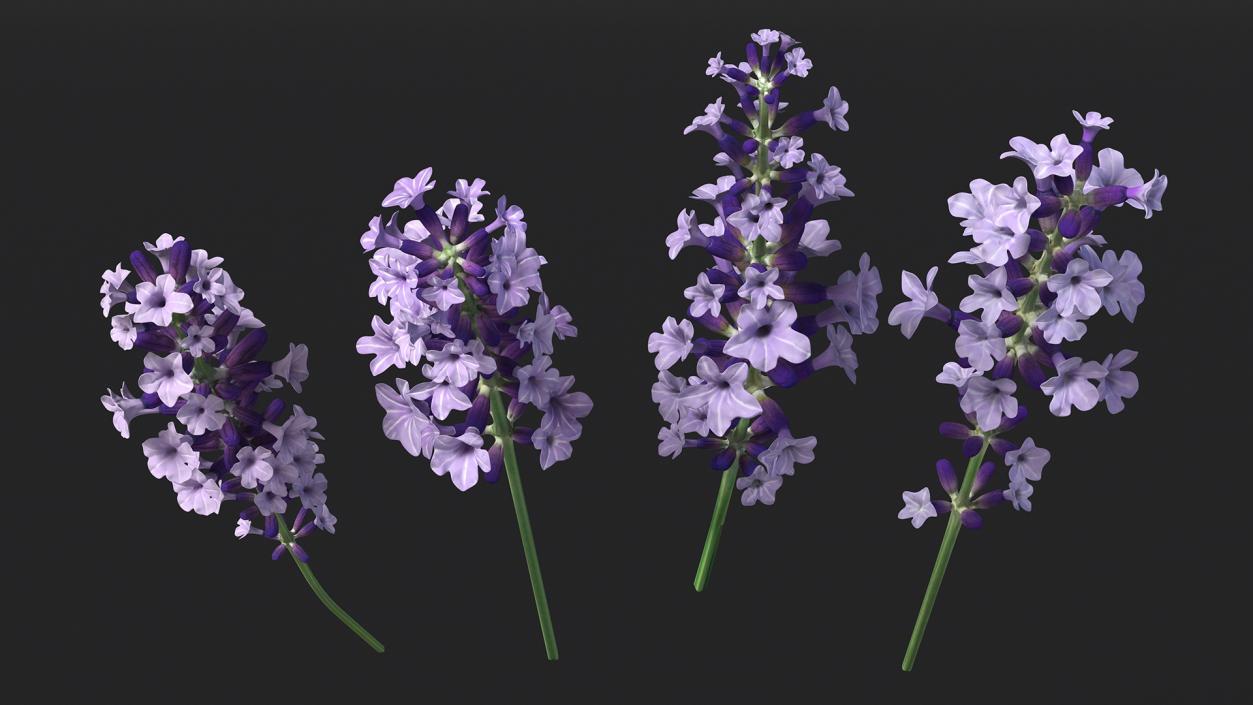 Garden Lavender Set 3D model