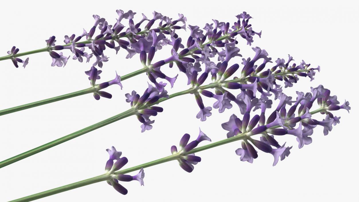 Garden Lavender Set 3D model