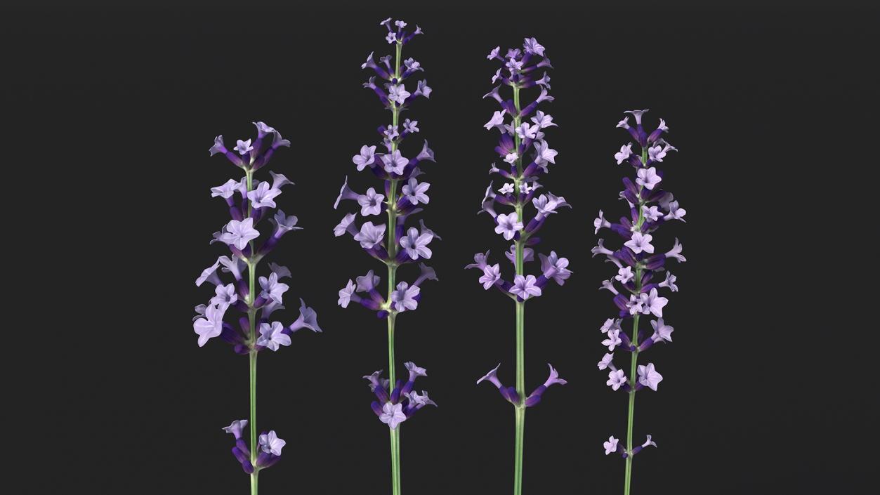 Garden Lavender Set 3D model