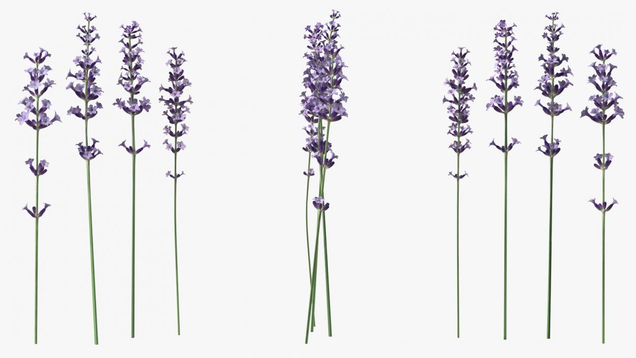 Garden Lavender Set 3D model