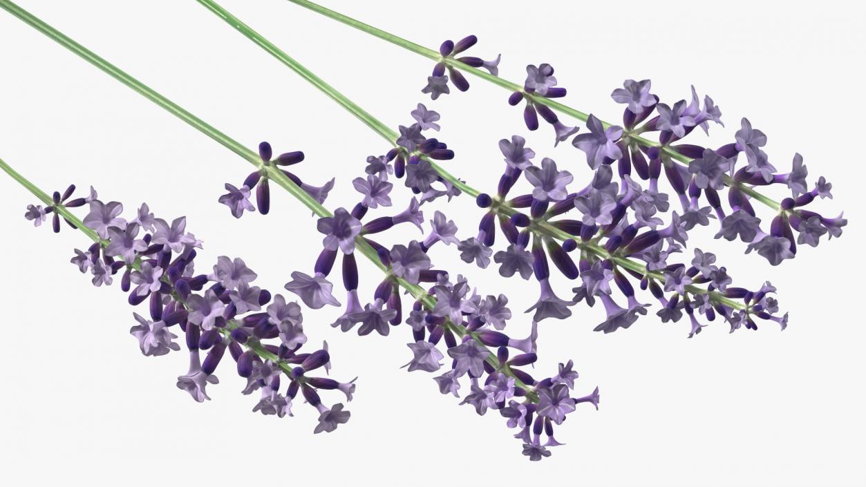 Garden Lavender Set 3D model