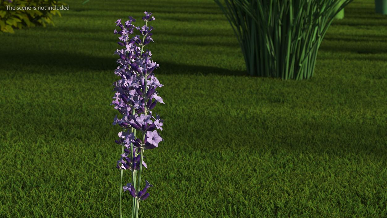 Garden Lavender Set 3D model