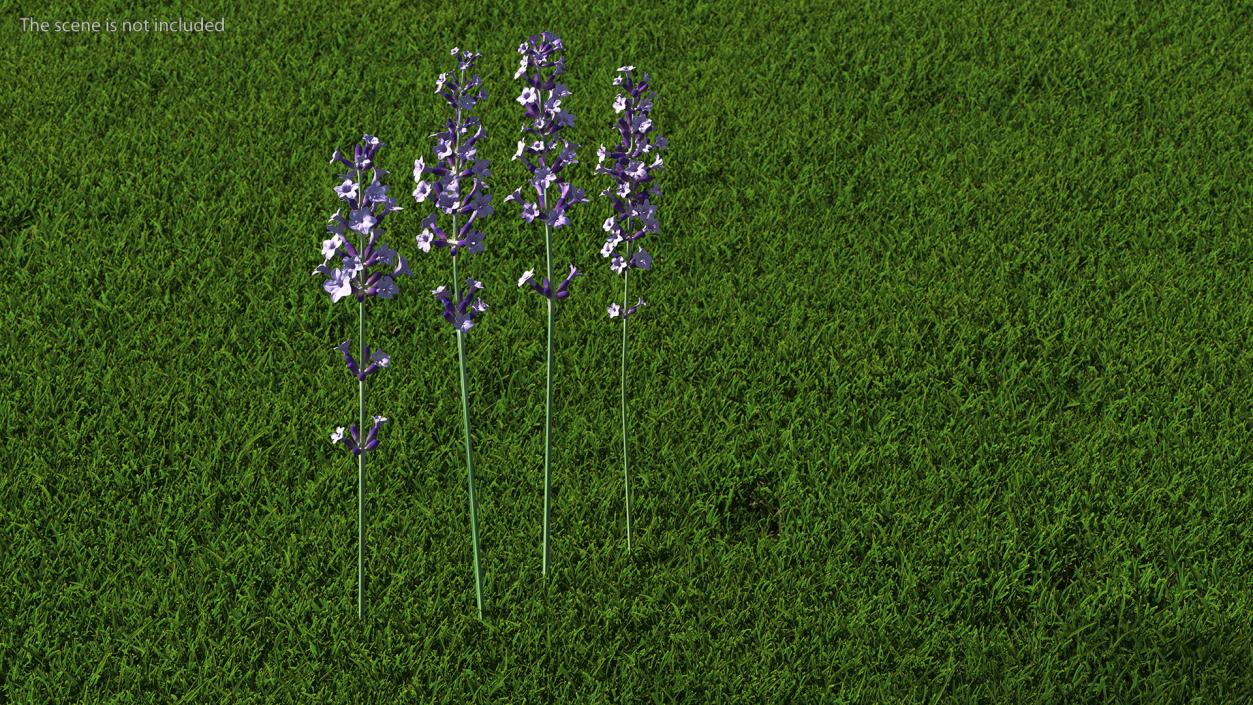 Garden Lavender Set 3D model