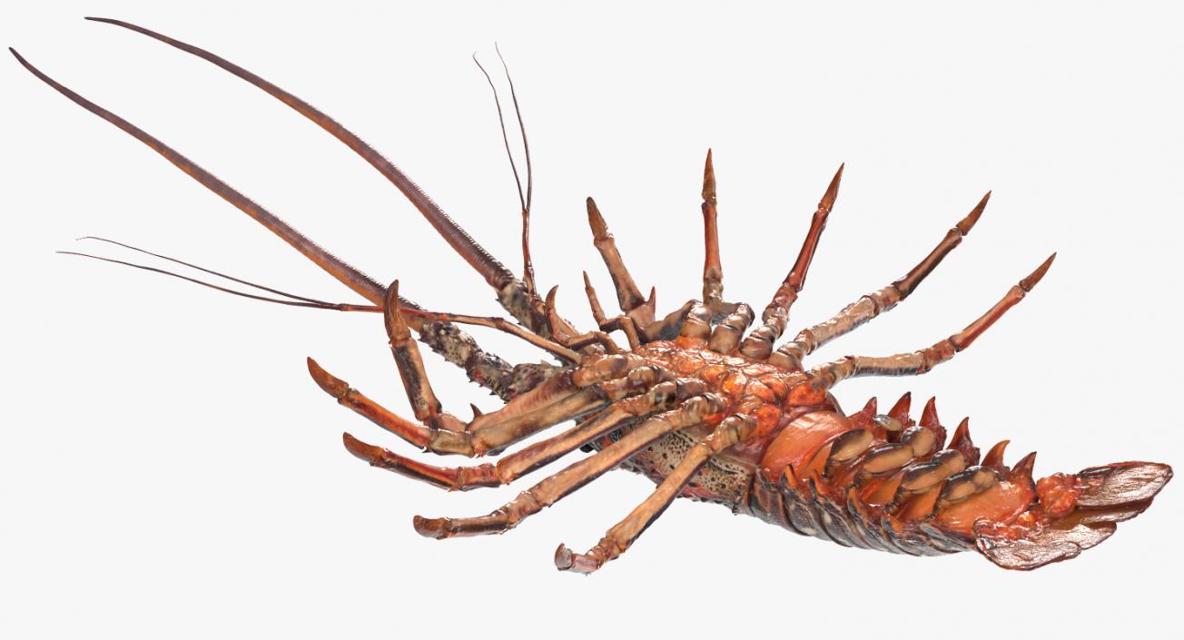 3D Langouste Rigged