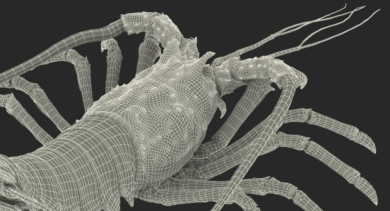 3D Langouste Rigged