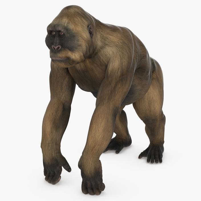 3D model Big Ape Gigantopithecus Rigged