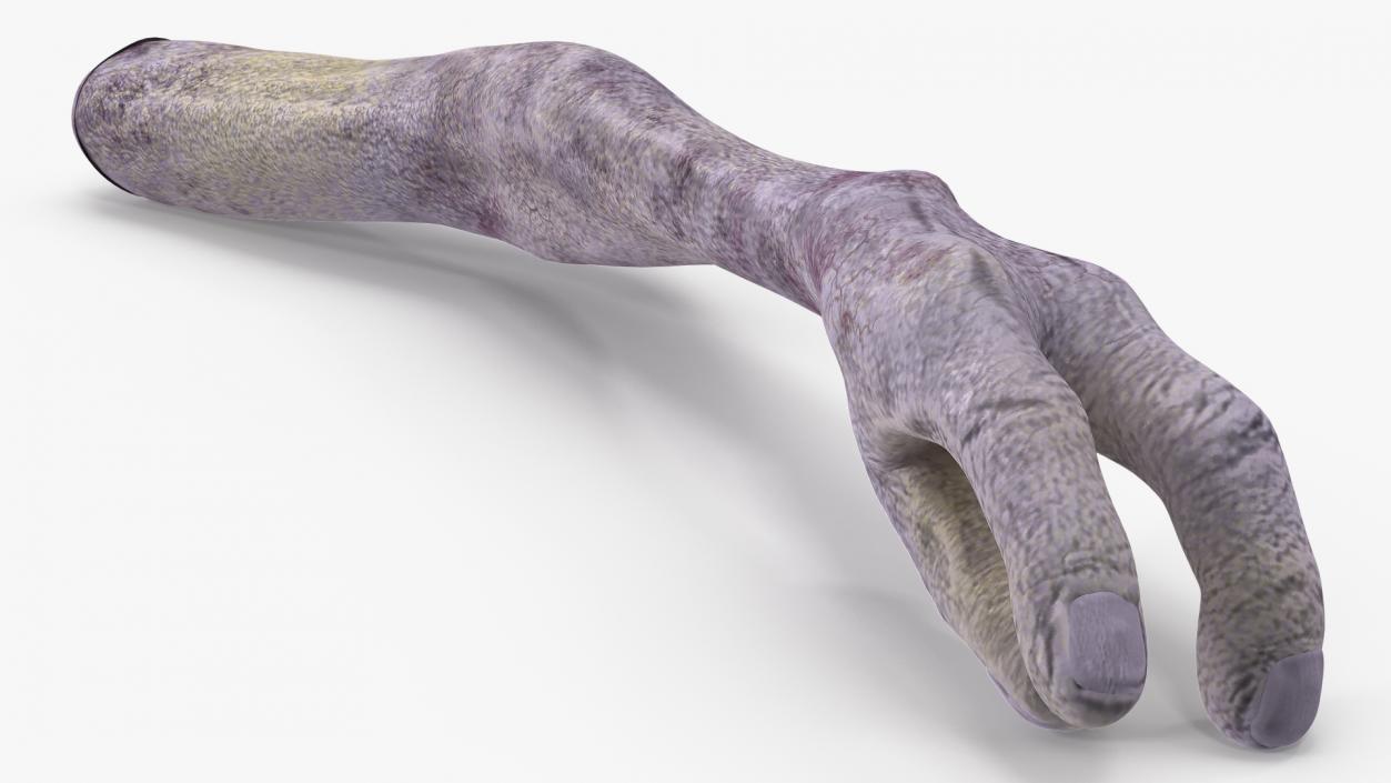 Alien Arm 3D model