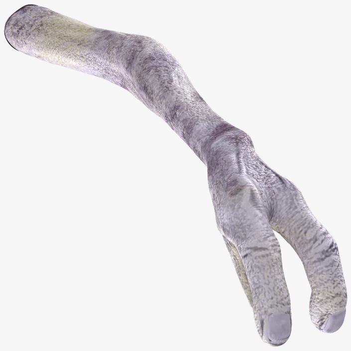 Alien Arm 3D model