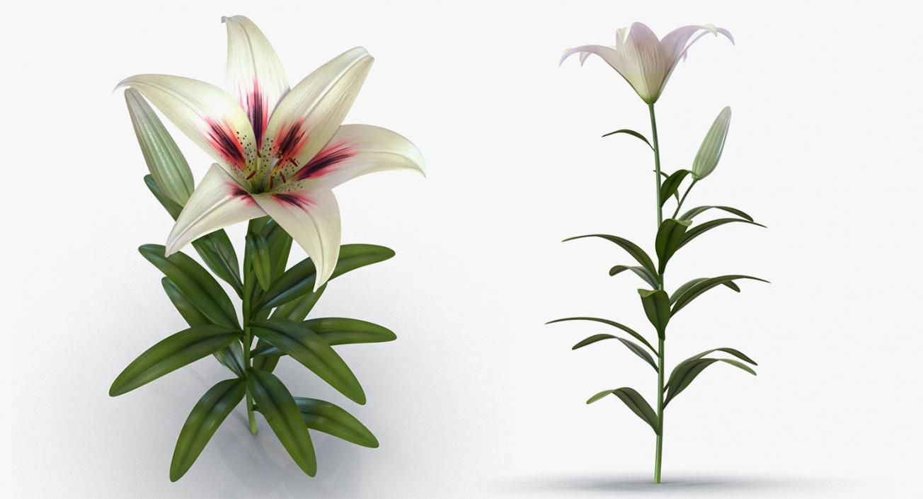 3D model Flowers 3D Models Collection 6