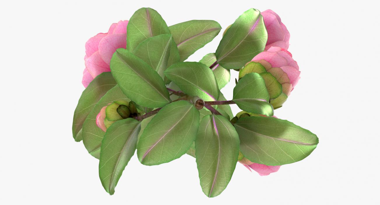 3D model Flowers 3D Models Collection 6