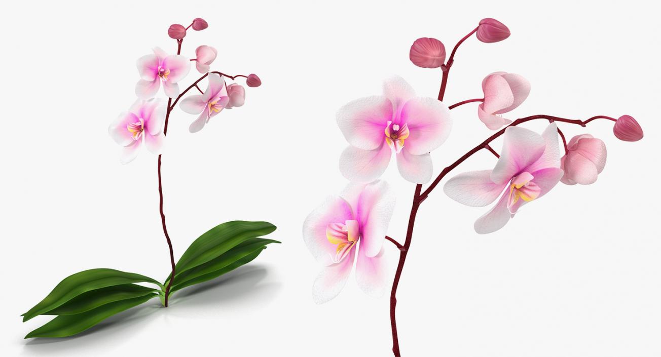 3D model Flowers 3D Models Collection 6