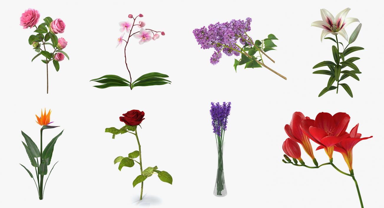 3D model Flowers 3D Models Collection 6