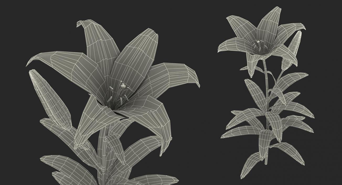 3D model Flowers 3D Models Collection 6