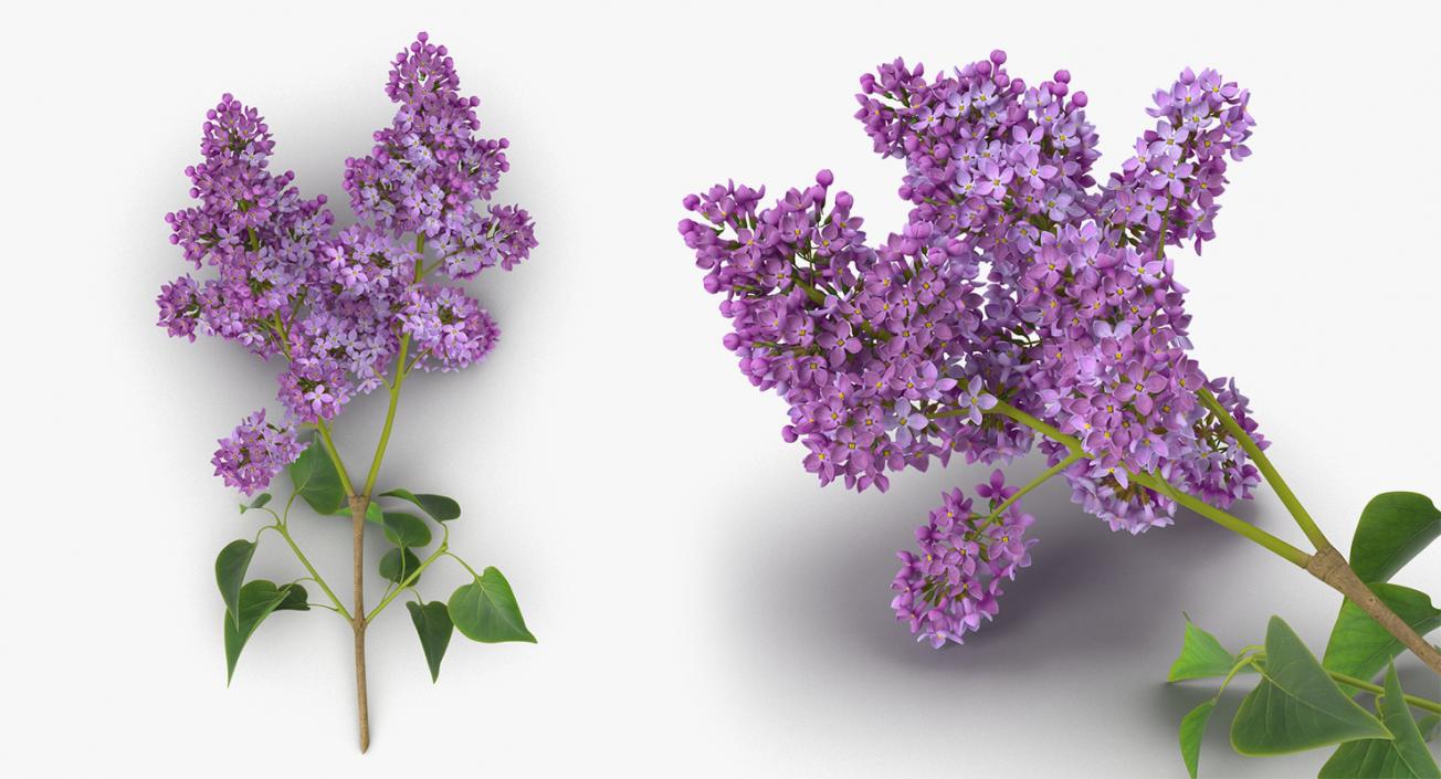 3D model Flowers 3D Models Collection 6