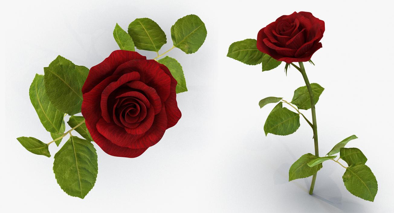 3D model Flowers 3D Models Collection 6