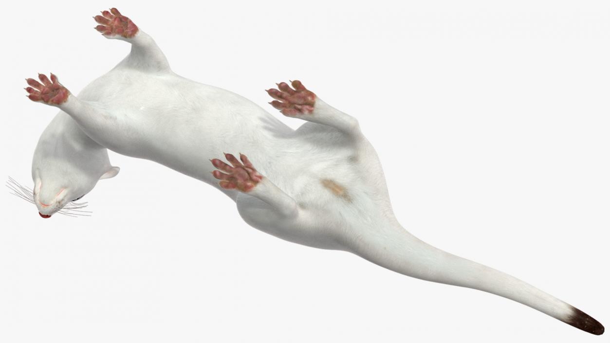 3D White Ermine Lifelike Pose 2 model