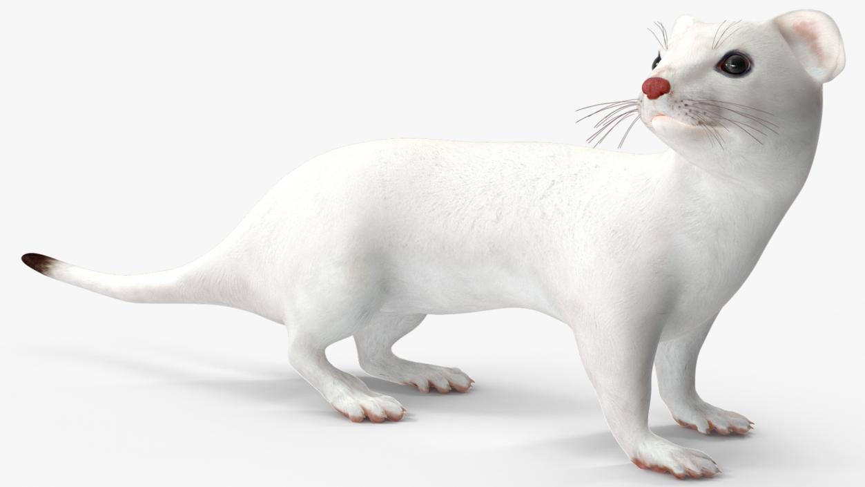 3D White Ermine Lifelike Pose 2 model