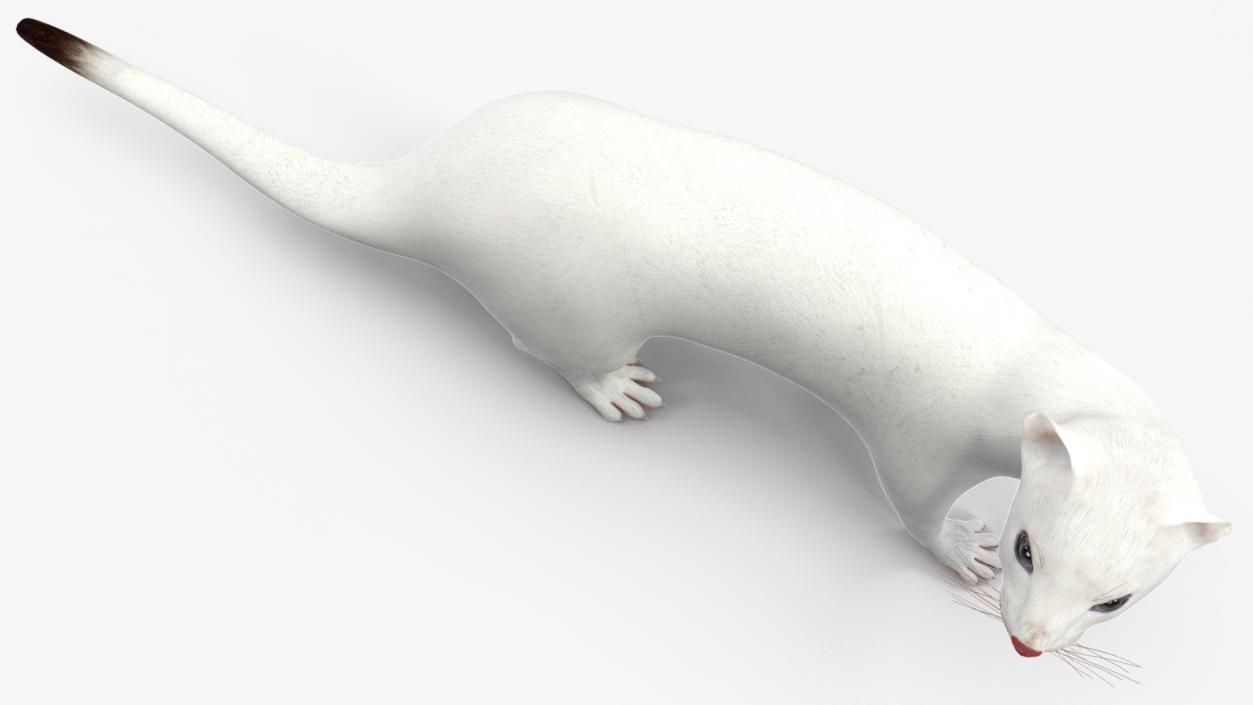 3D White Ermine Lifelike Pose 2 model