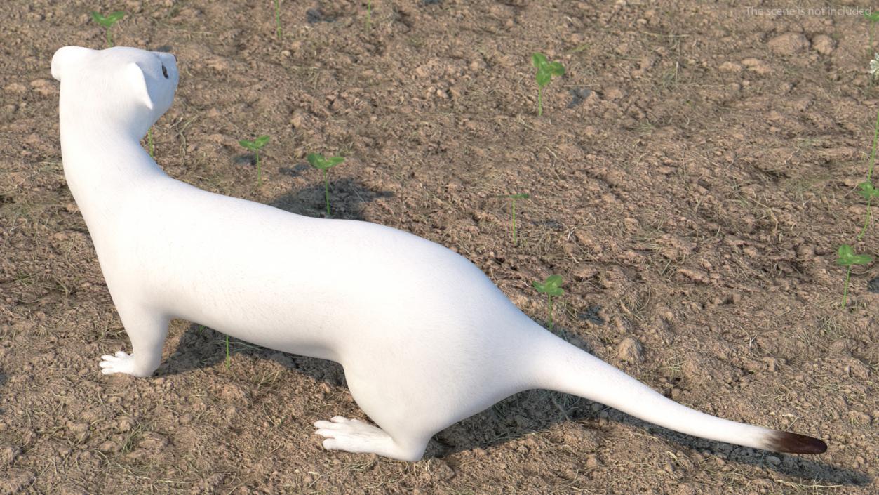 3D White Ermine Lifelike Pose 2 model