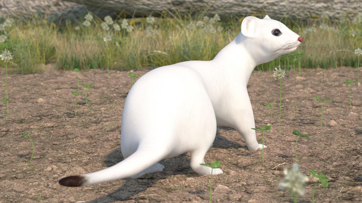 3D White Ermine Lifelike Pose 2 model