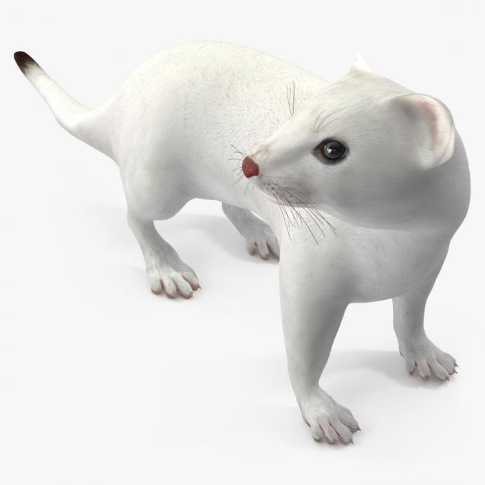 3D White Ermine Lifelike Pose 2 model