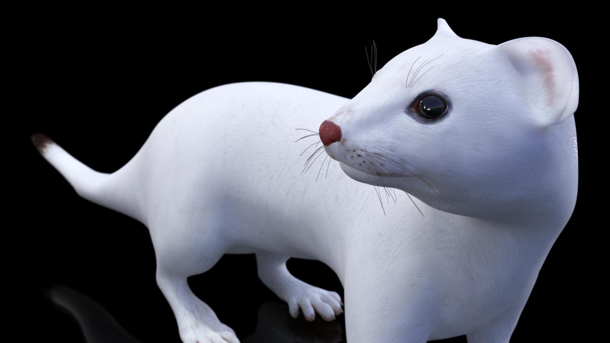 3D White Ermine Lifelike Pose 2 model