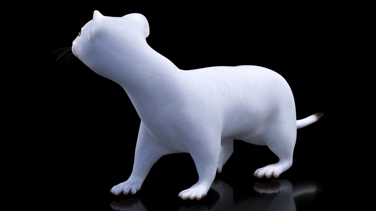 3D White Ermine Lifelike Pose 2 model