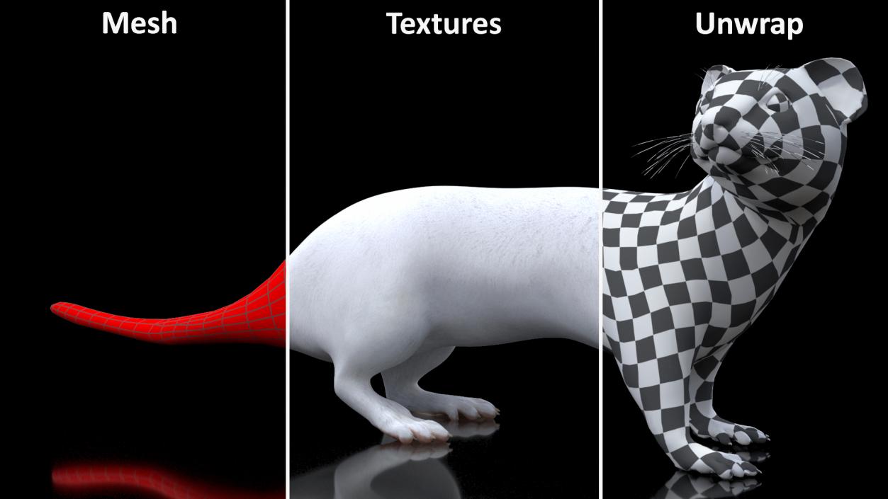 3D White Ermine Lifelike Pose 2 model