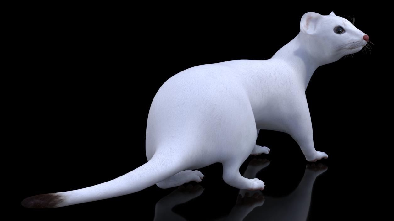 3D White Ermine Lifelike Pose 2 model