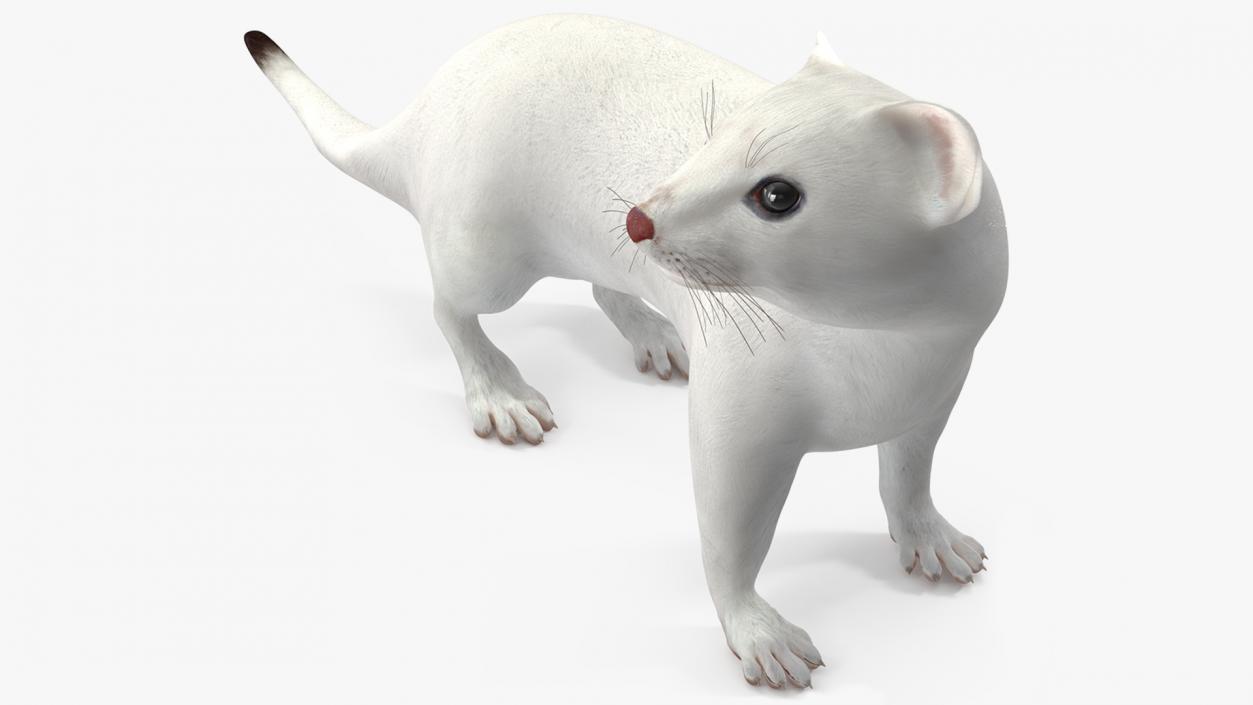 3D White Ermine Lifelike Pose 2 model