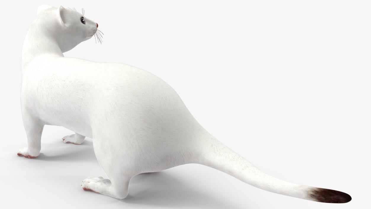 3D White Ermine Lifelike Pose 2 model