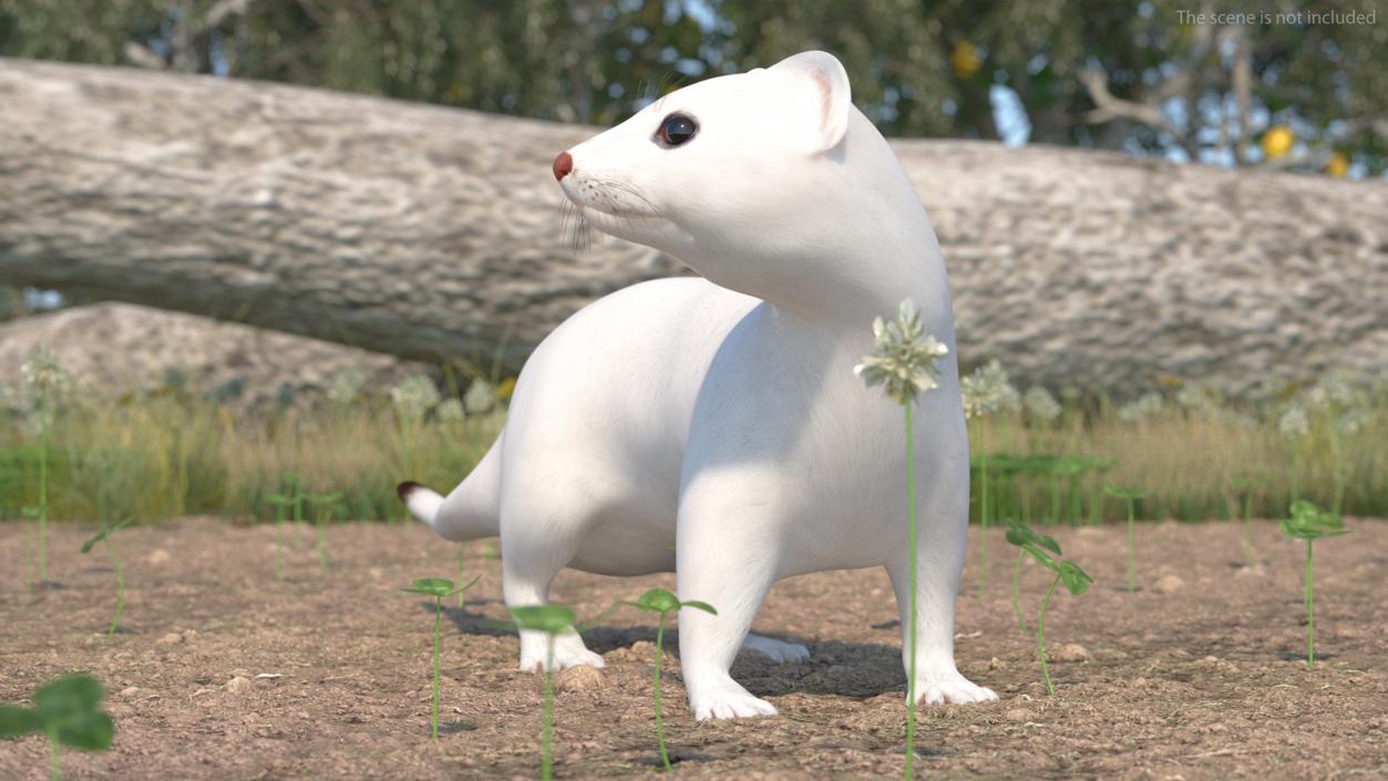 3D White Ermine Lifelike Pose 2 model