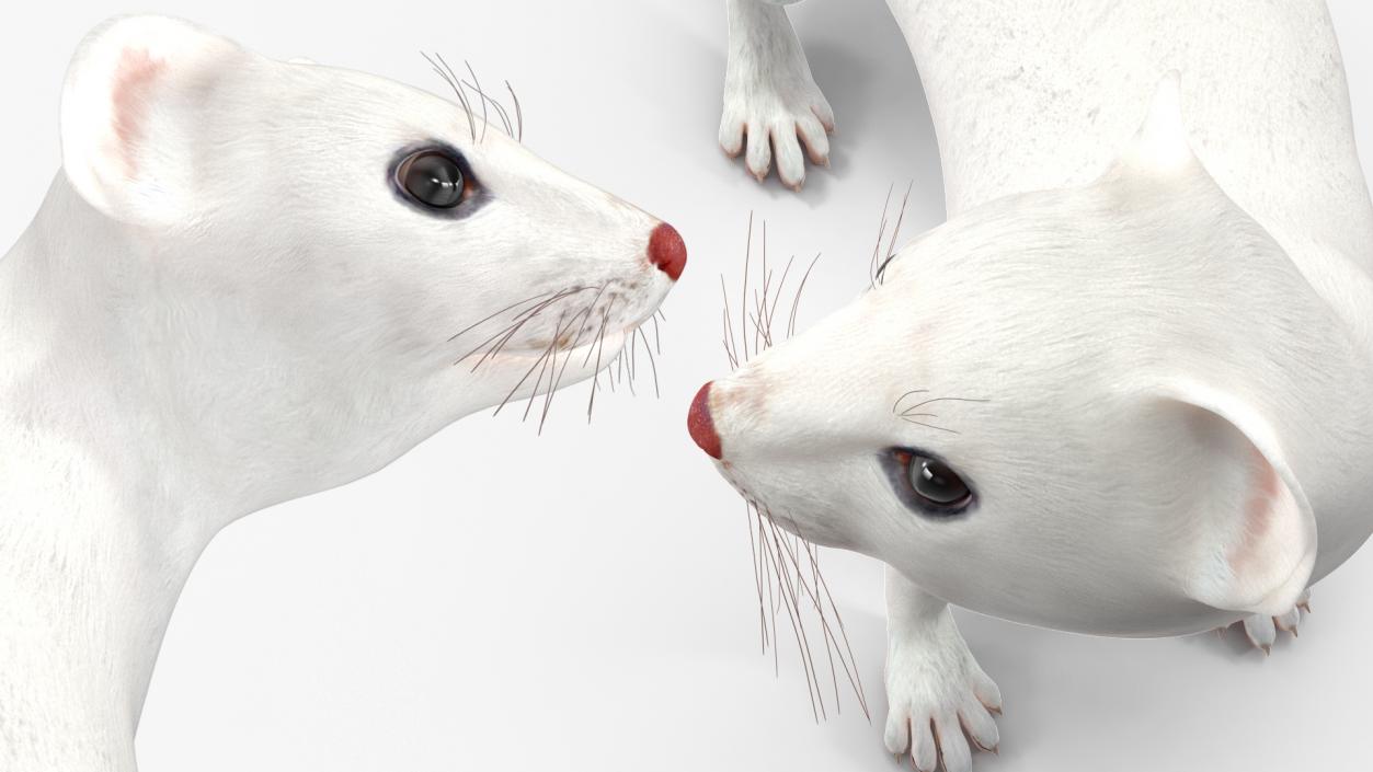 3D White Ermine Lifelike Pose 2 model