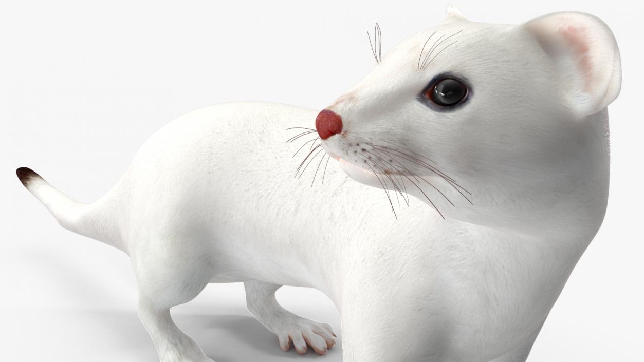 3D White Ermine Lifelike Pose 2 model