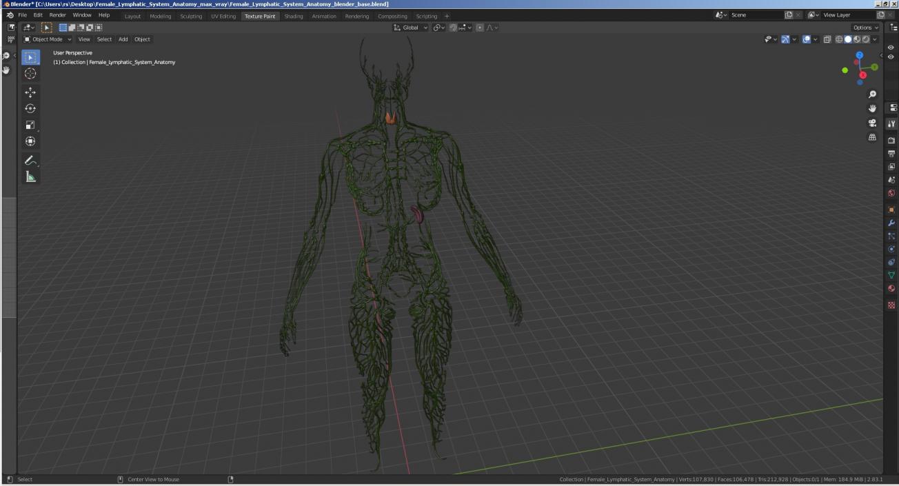 3D Female Lymphatic System Anatomy