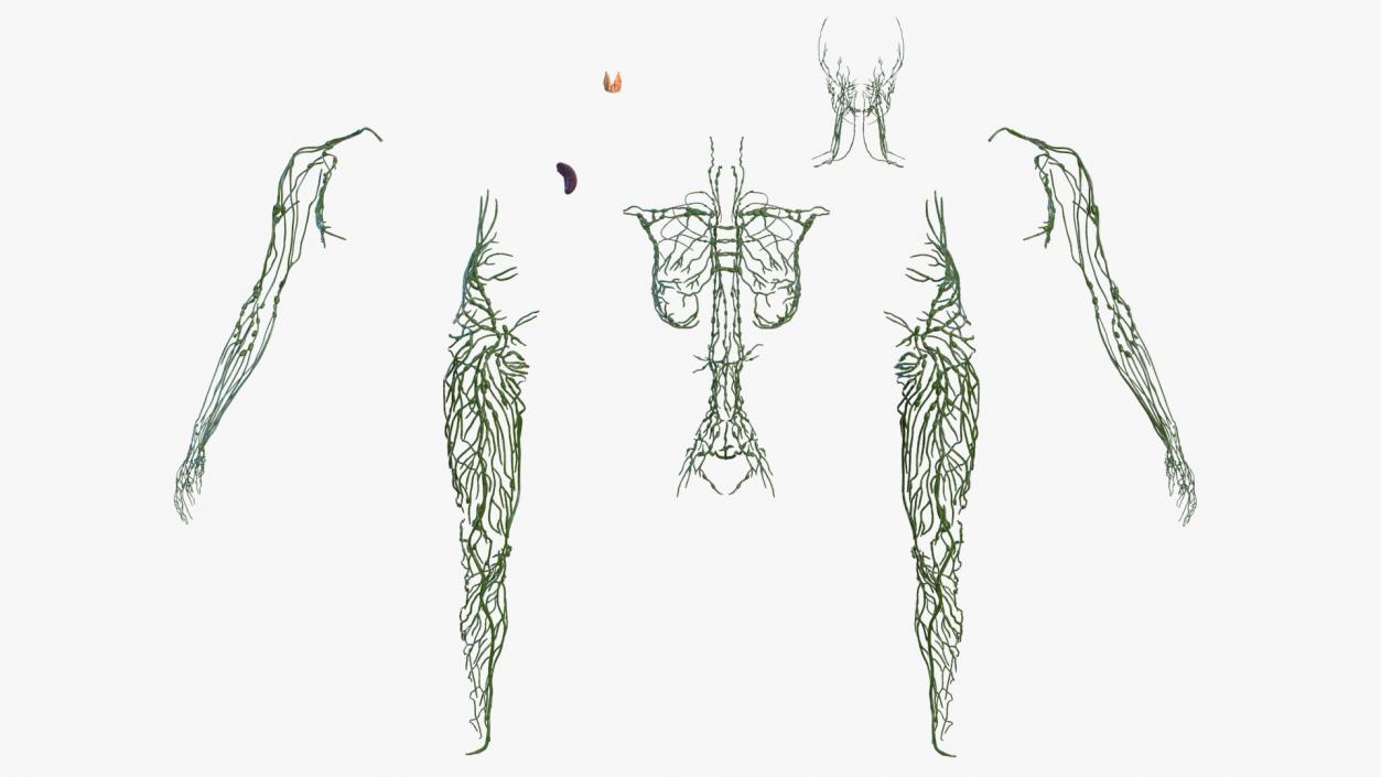 3D Female Lymphatic System Anatomy