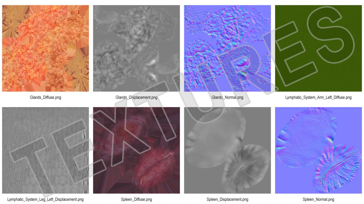 3D Female Lymphatic System Anatomy