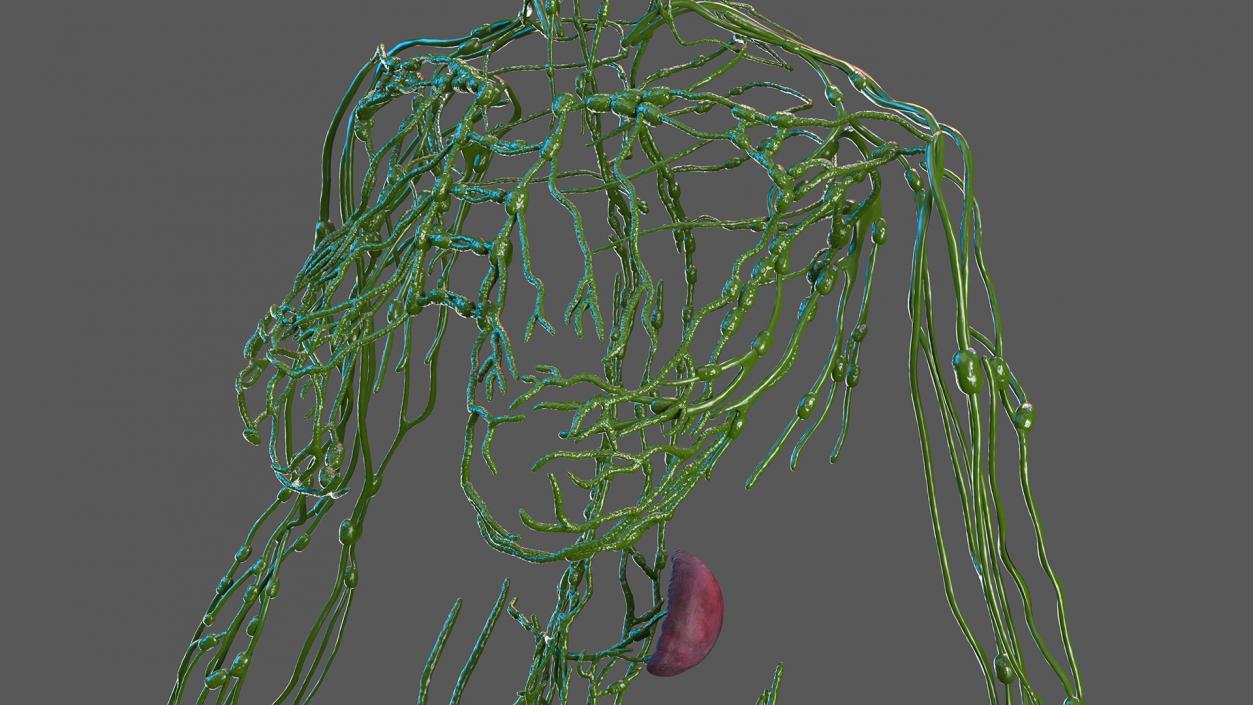 3D Female Lymphatic System Anatomy