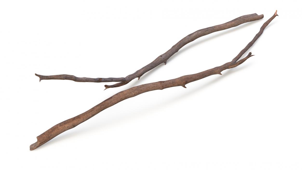 Dry Branch 2 3D