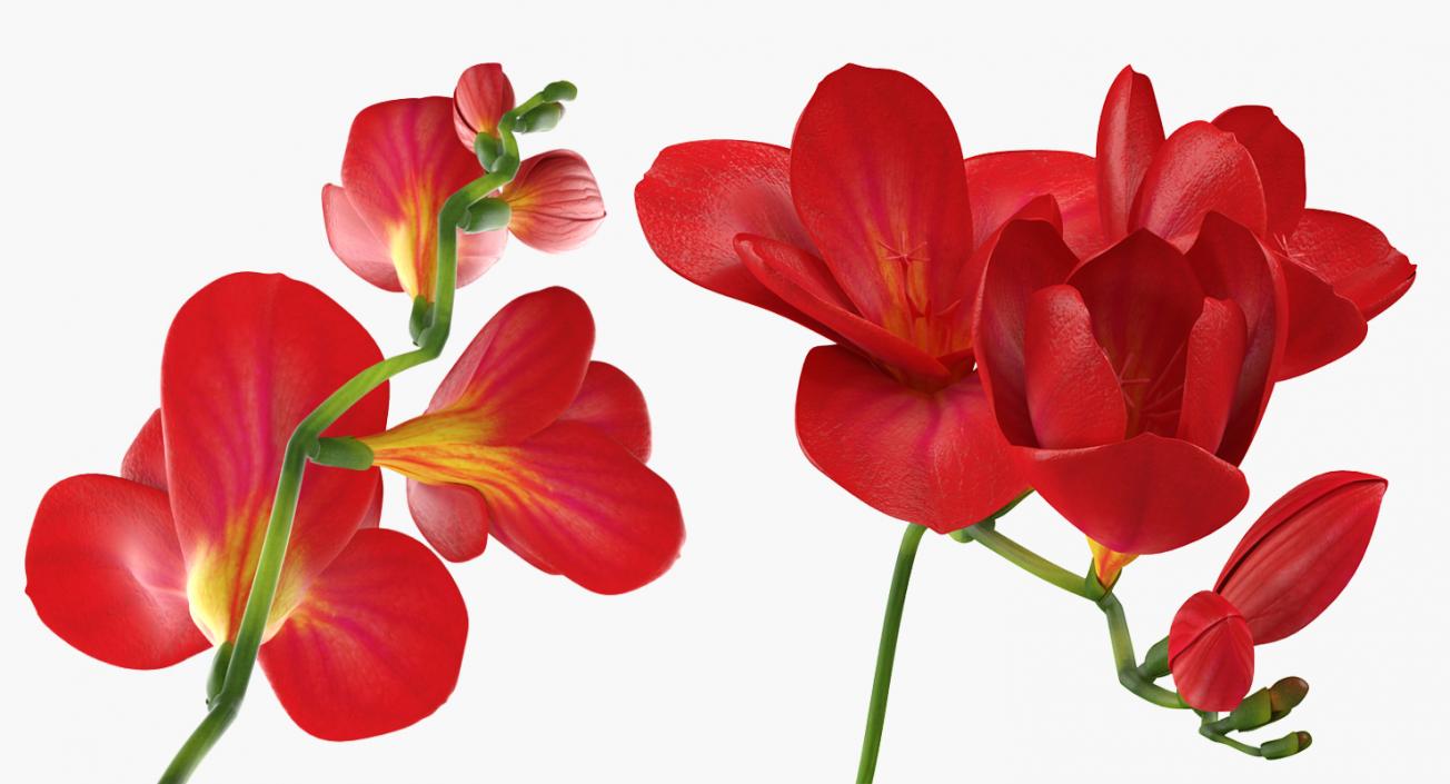 3D model Freesia Bouquet