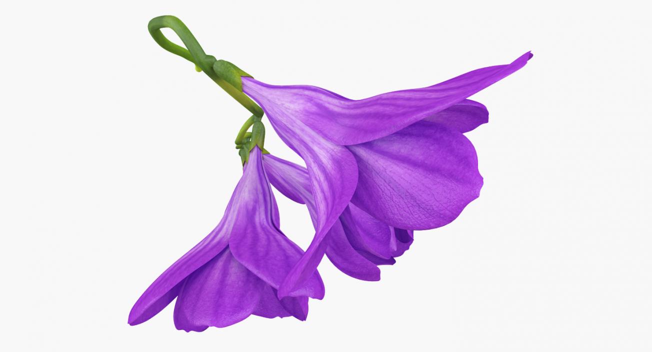 3D model Freesia Bouquet