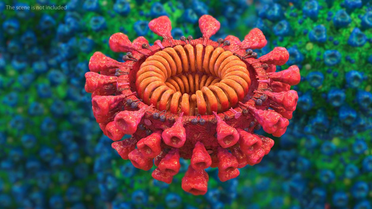 3D Coronavirus 2019-nCoV SARS-CoV-2 Cross Section