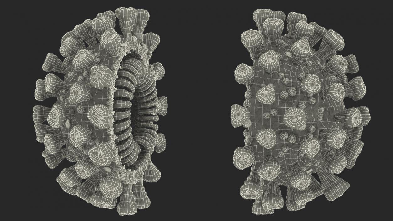 3D Coronavirus 2019-nCoV SARS-CoV-2 Cross Section