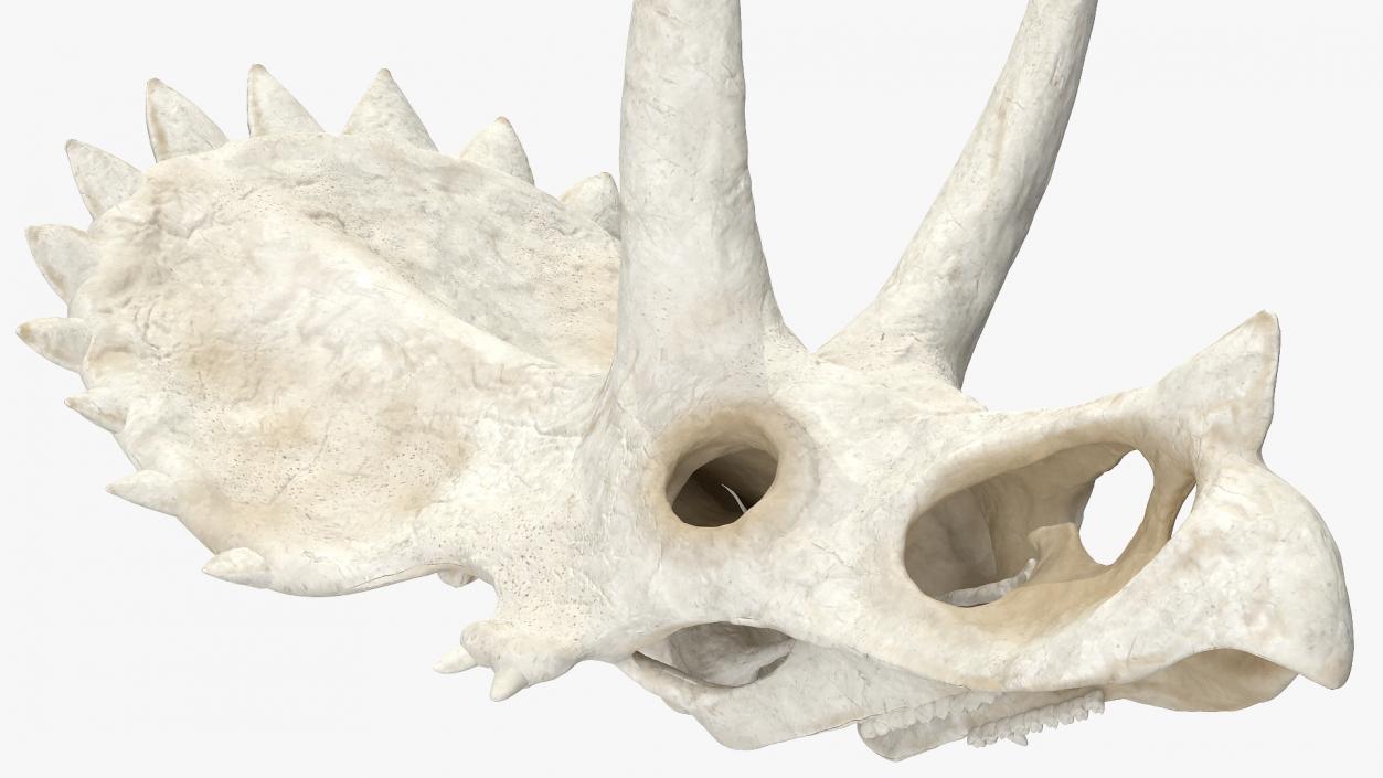 Triceratops Skull Part 3D