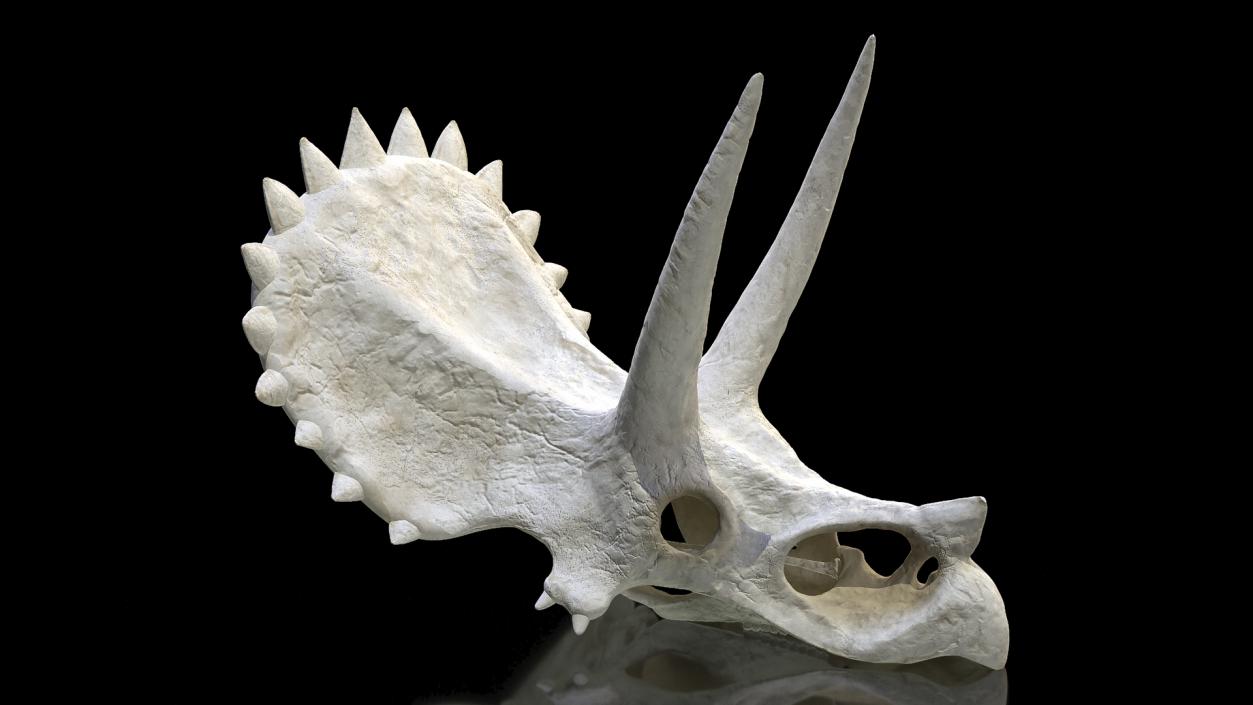 Triceratops Skull Part 3D