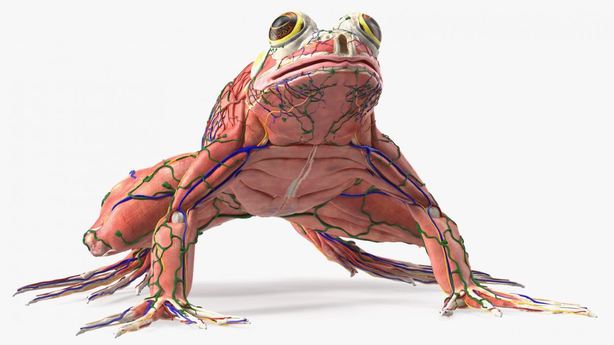 3D Complete Frog Body Anatomy