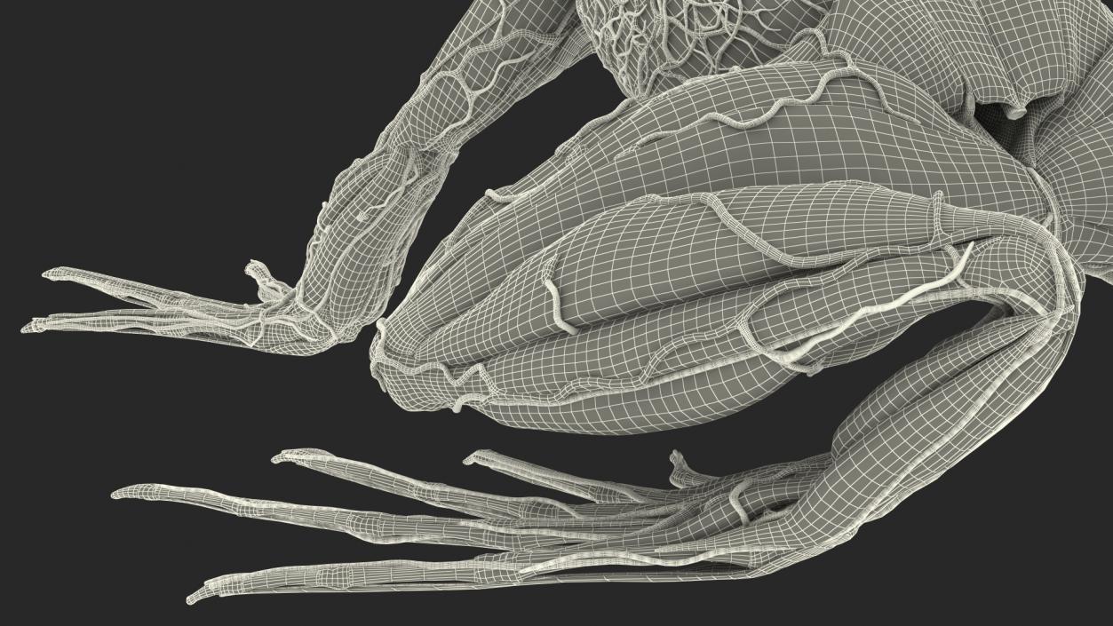 3D Complete Frog Body Anatomy