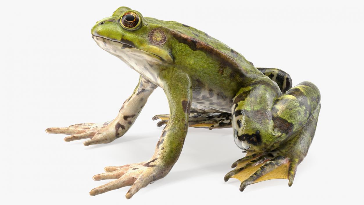 3D Complete Frog Body Anatomy