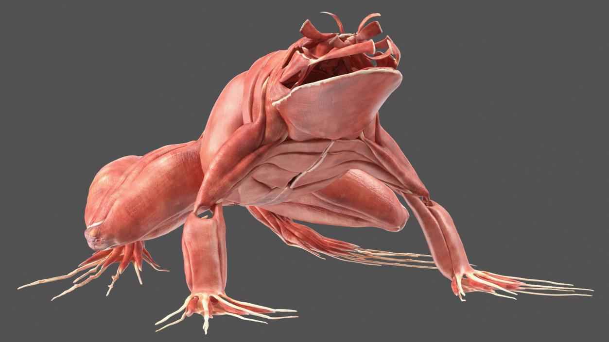 3D Complete Frog Body Anatomy