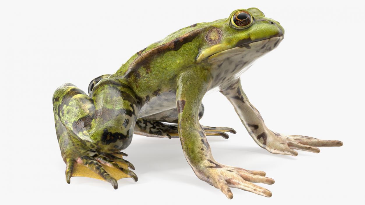 3D Complete Frog Body Anatomy